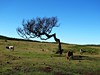 Fanal